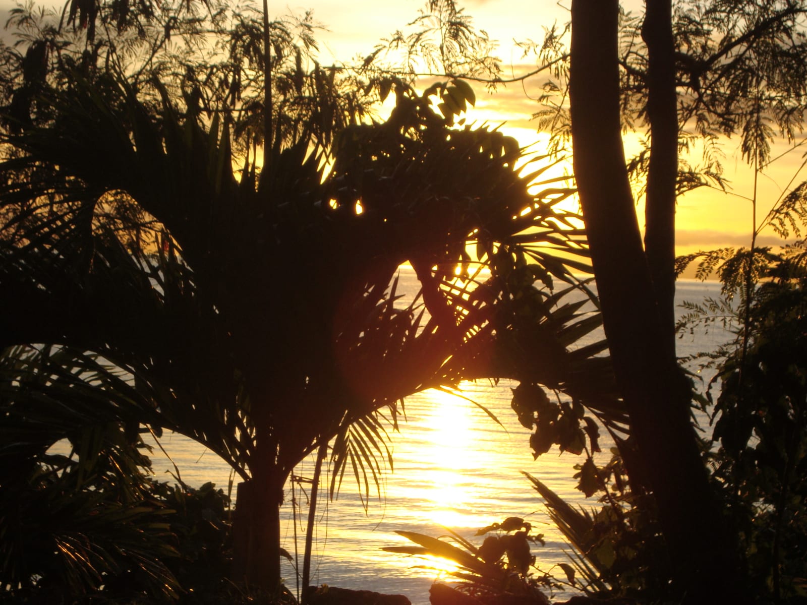 Sunset with palm trees